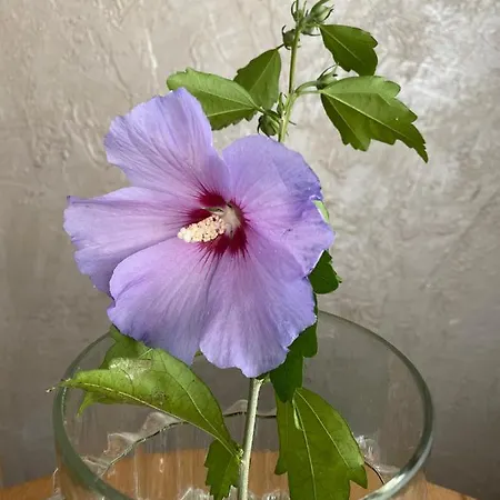 Boutique Apartment *