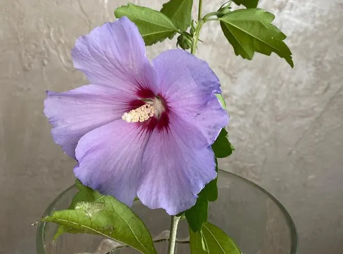 Boutique Апартаменти *