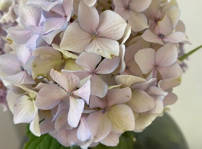 Апартаменти Boutique Чеське Будєйовіце